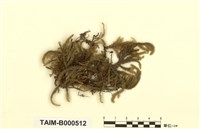 藏品(耳平苔屬)的圖片